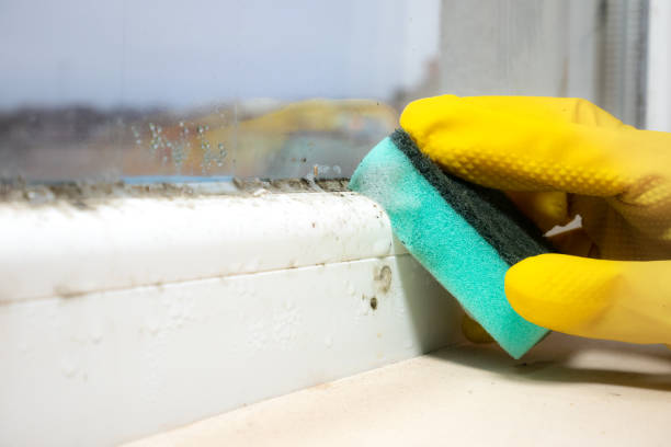 Best Mold Remediation  in Forest View, IL